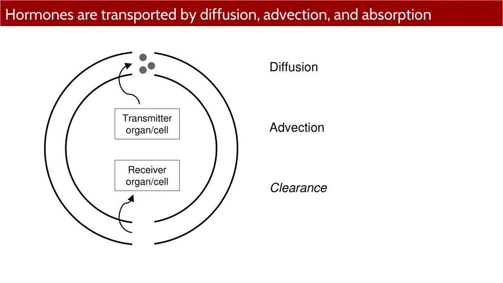 hormones are transported by diffusion advection