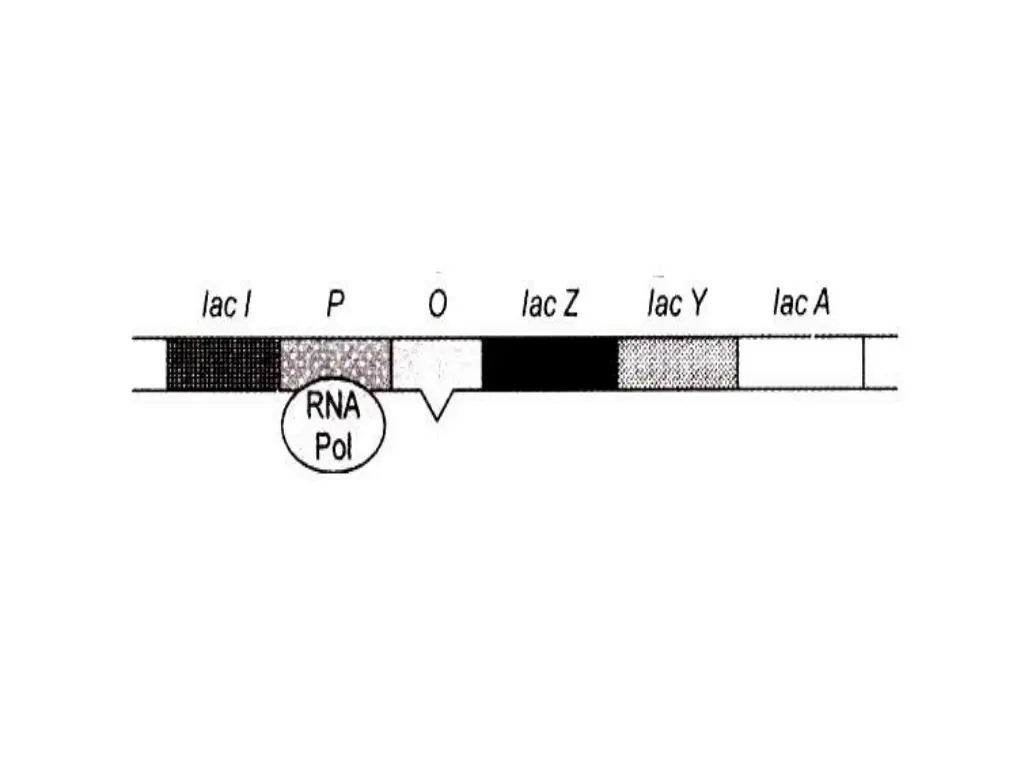 slide15