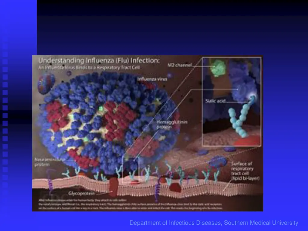 department of infectious diseases southern