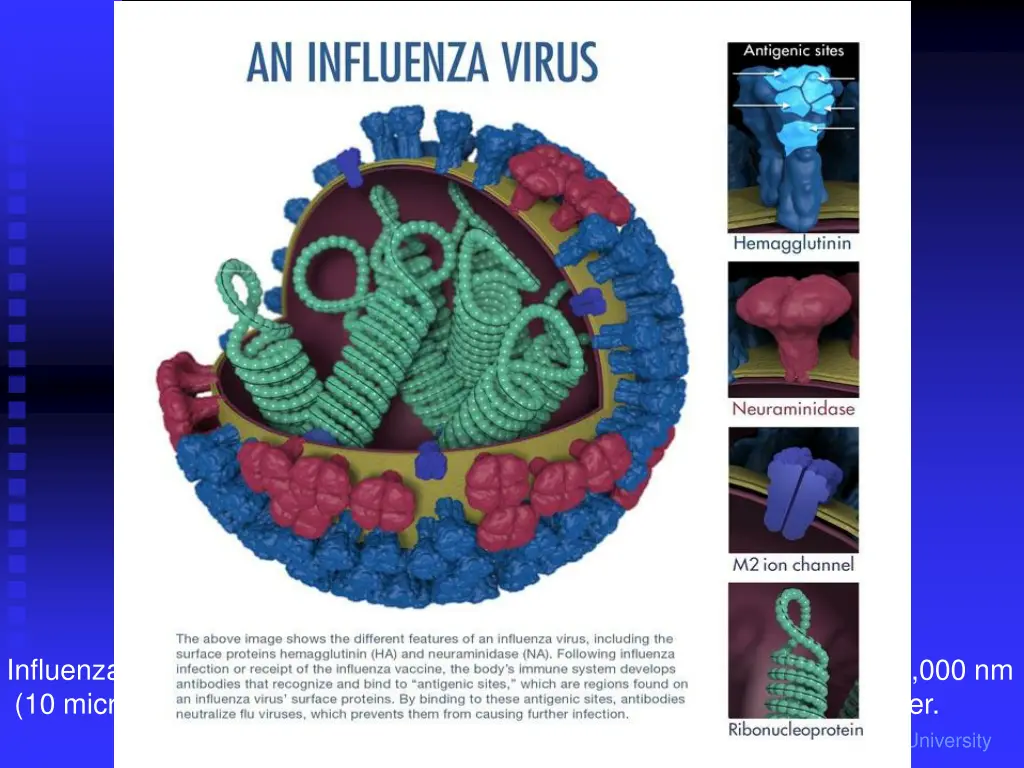 structure of viron