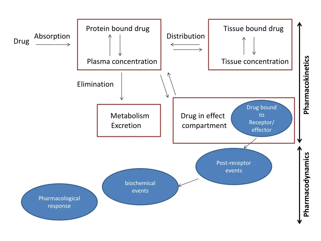 protein bound drug