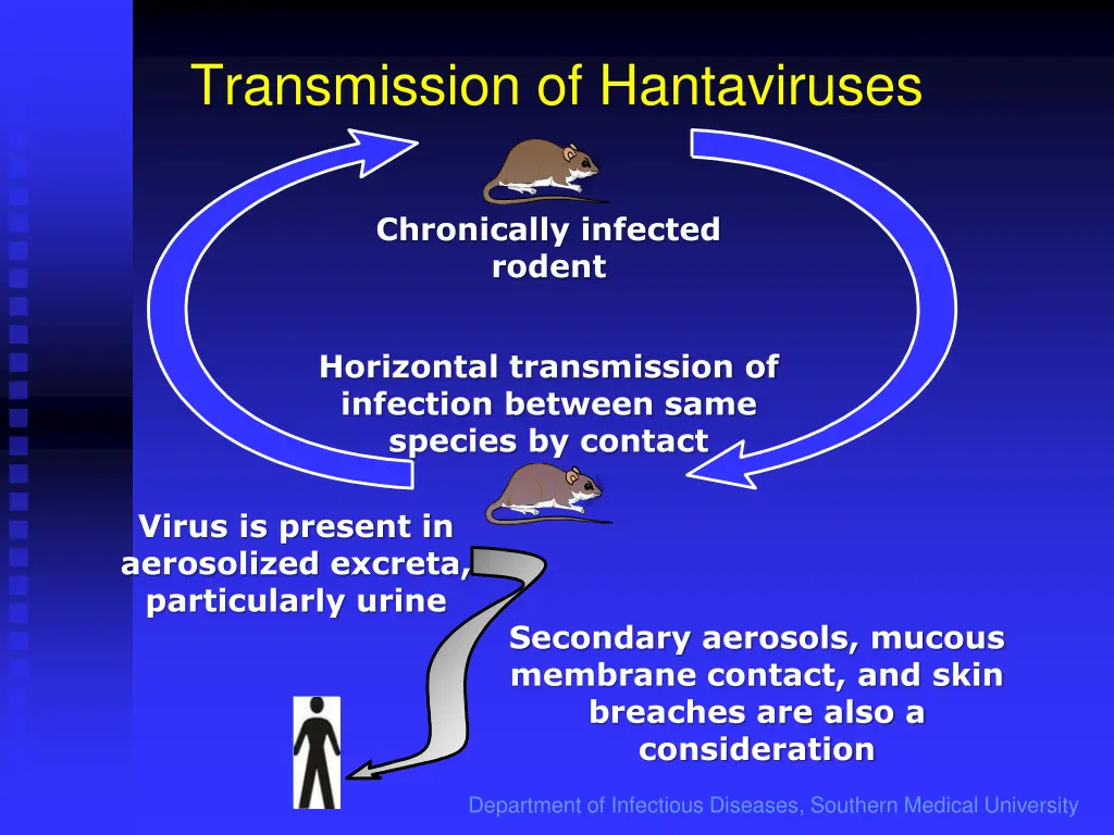transmission of hantaviruses