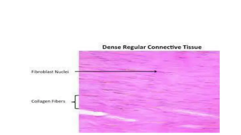 image result for dense regular connective picture