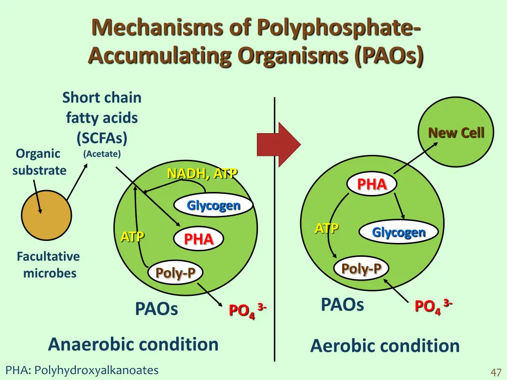 mechanisms of polyphosphate accumulating