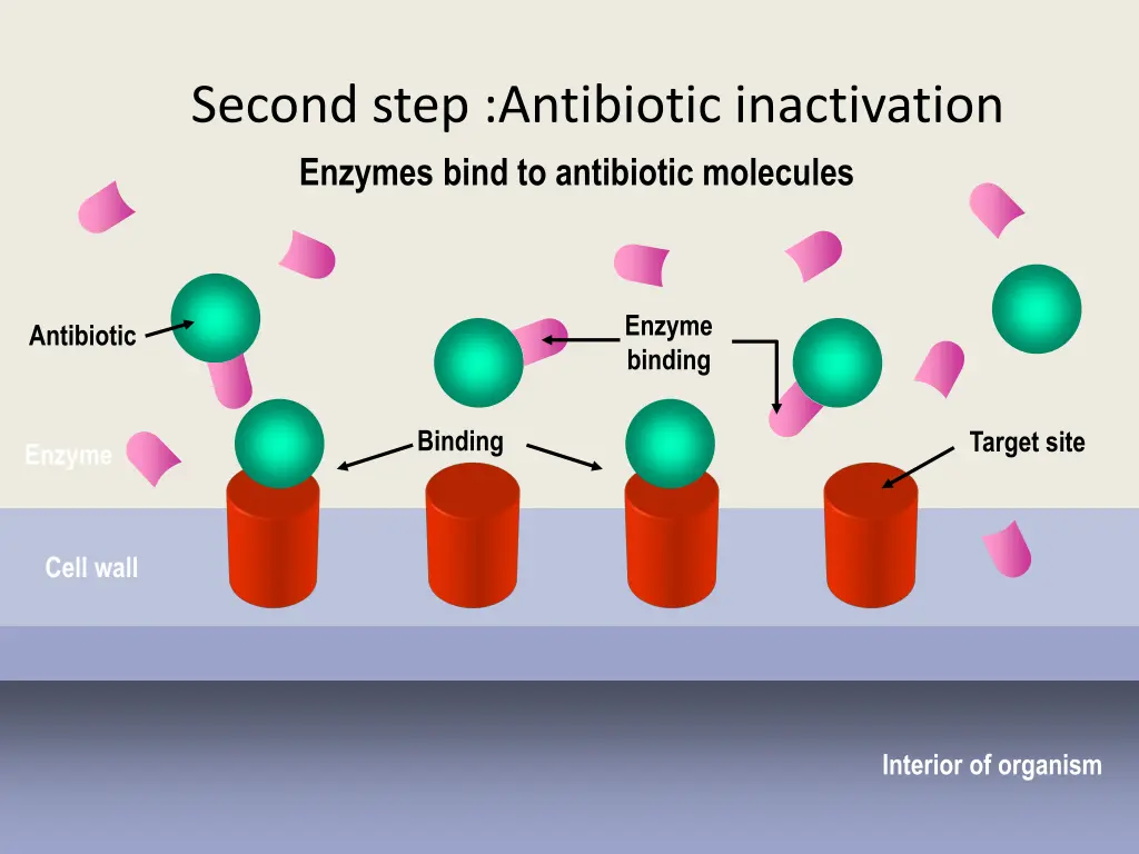 second step antibiotic inactivation enzymes bind