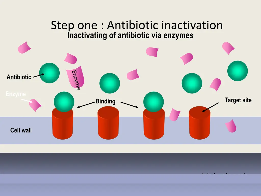 step one antibiotic inactivation inactivating