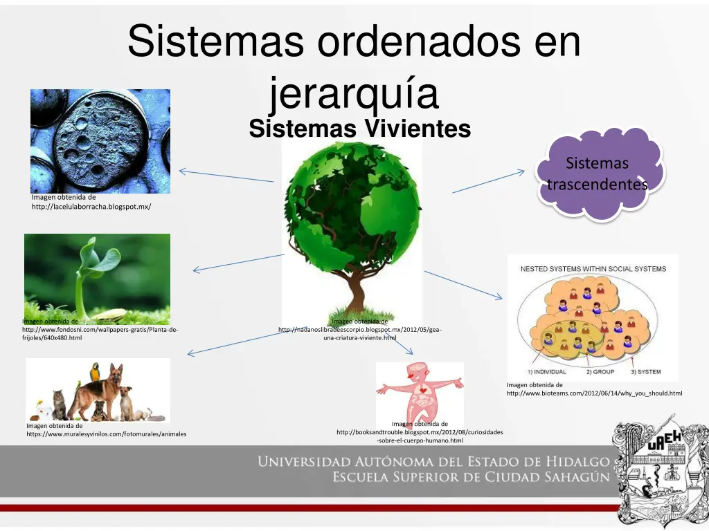 sistemas ordenados en jerarqu a sistemas vivientes