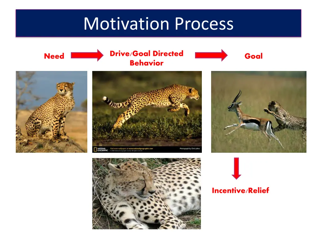 motivation process