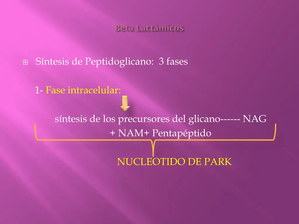 s ntesis de peptidoglicano 3 fases