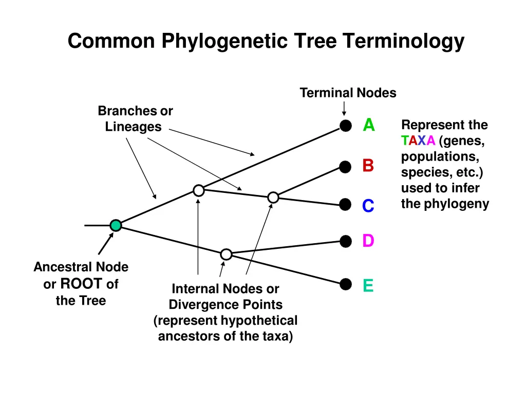 common phylogenetic tree terminology