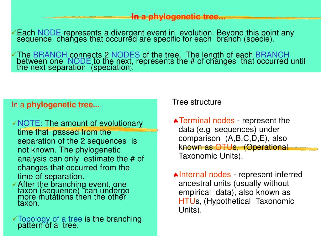 in a phylogenetic tree