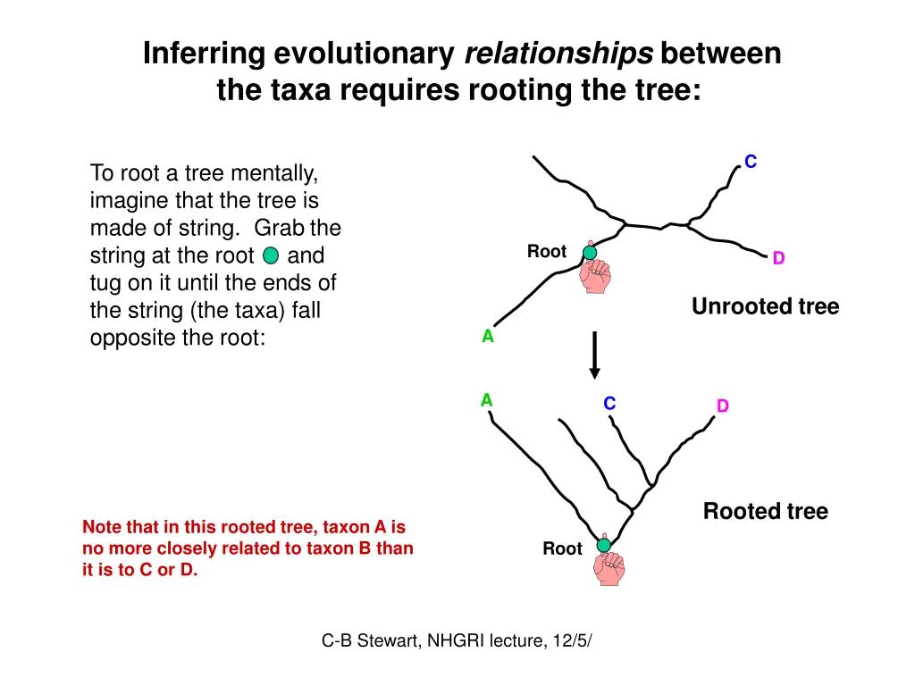 inferring evolutionary relationships between