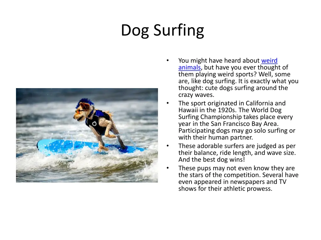 dog surfing