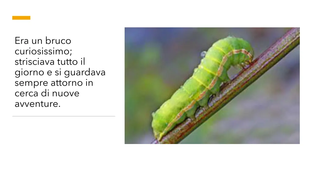 era un bruco curiosissimo strisciava tutto