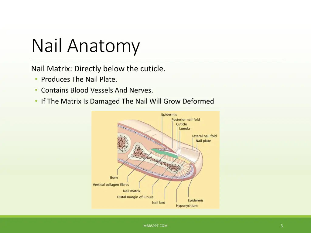 nail anatomy 1
