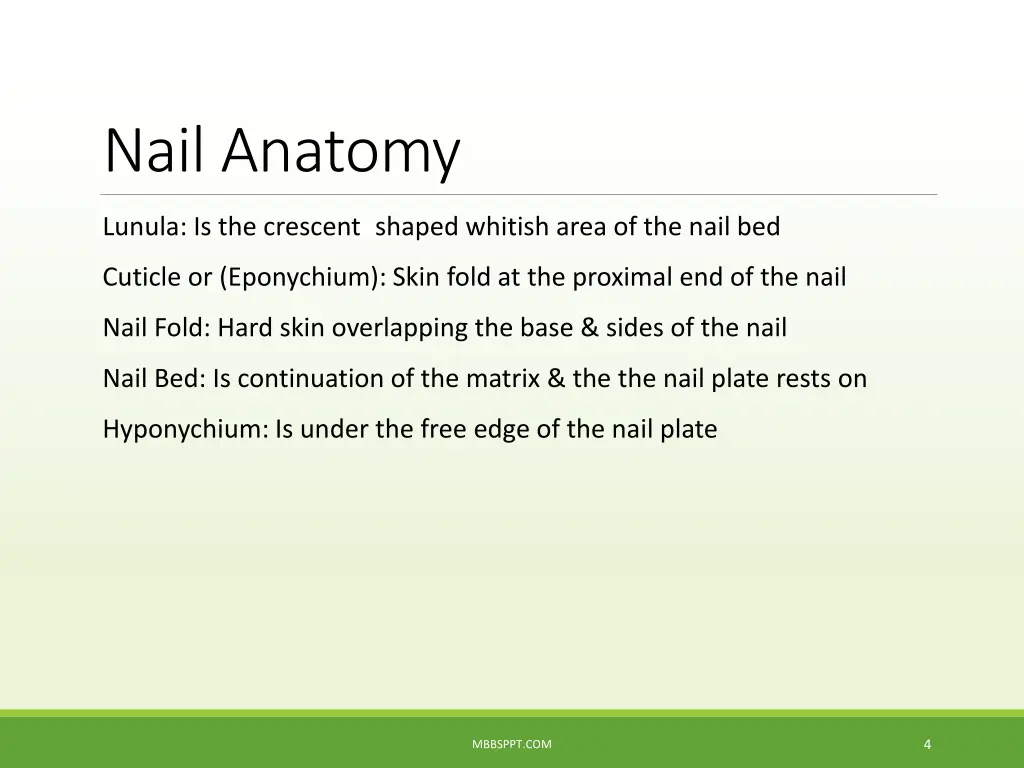 nail anatomy 2
