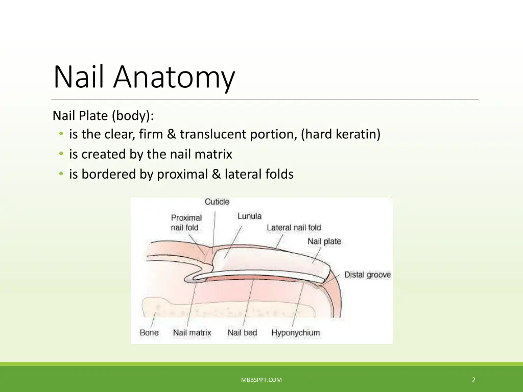 nail anatomy