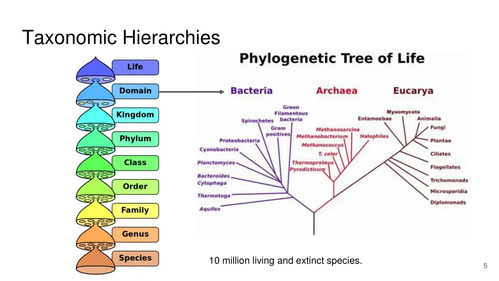 taxonomic hierarchies