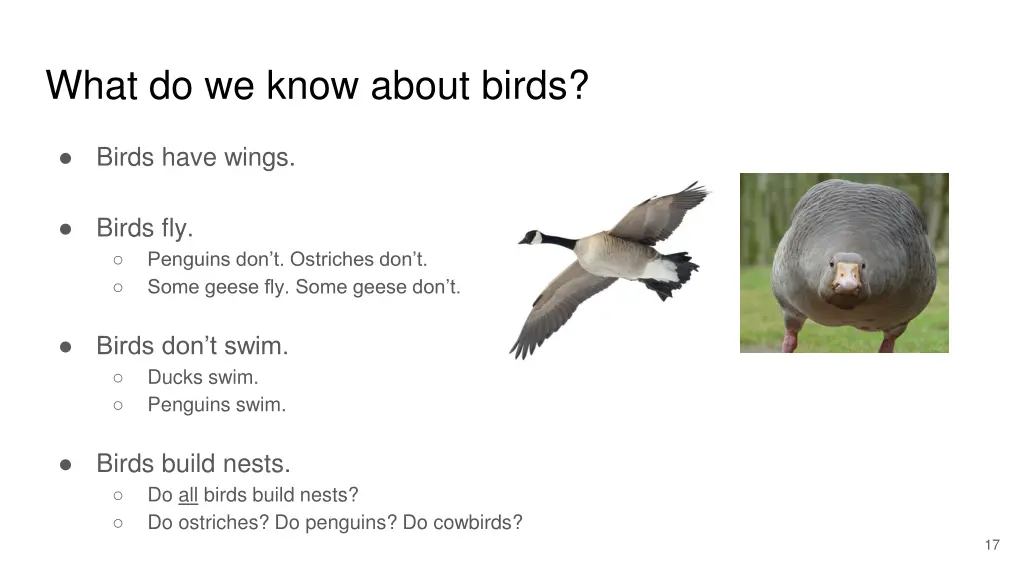 what do we know about birds