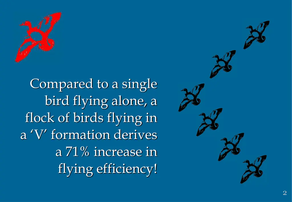 compared to a single bird flying alone a flock