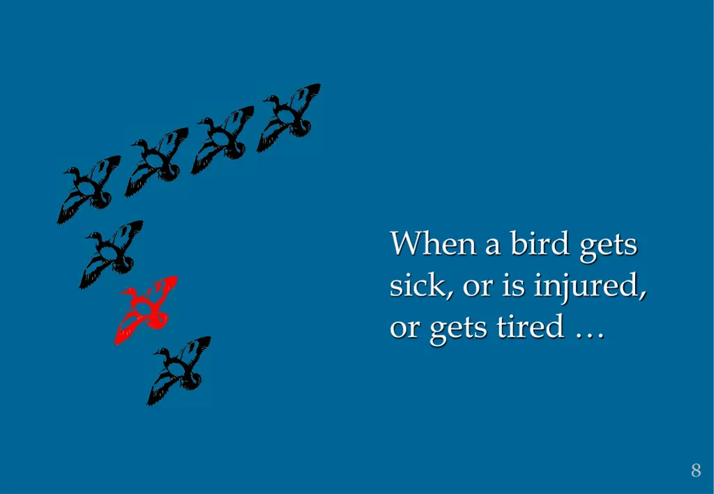 when a bird gets sick or is injured or gets tired