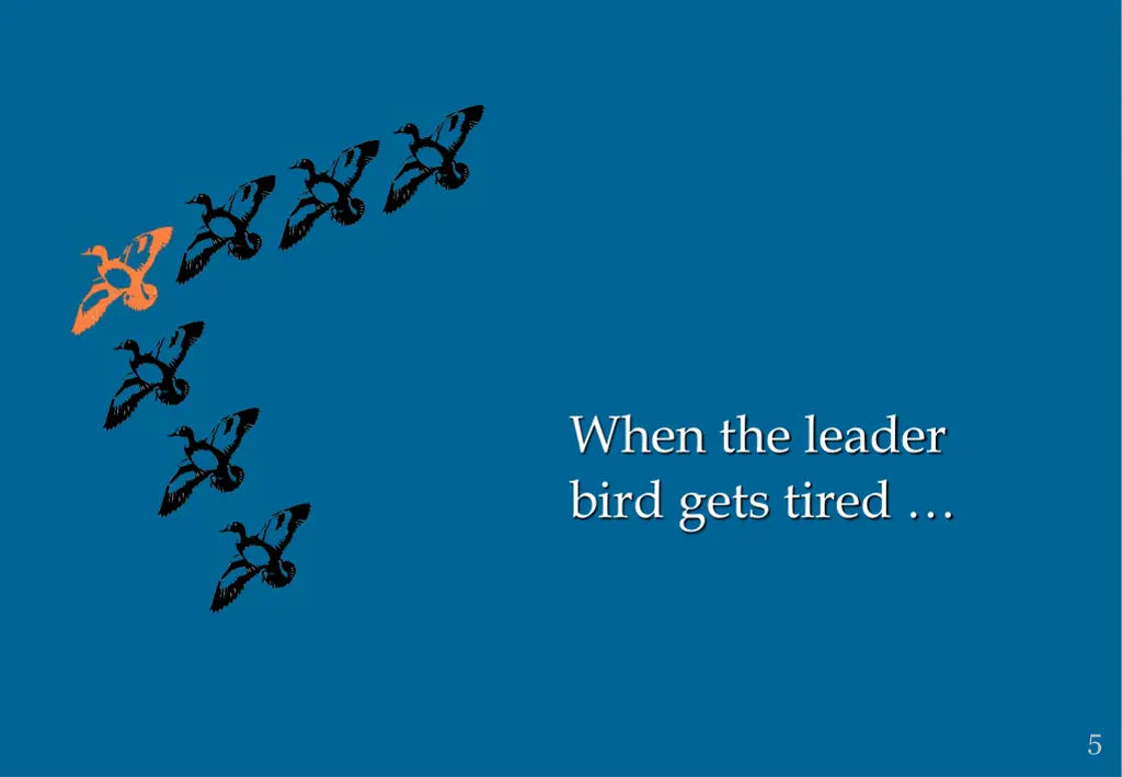 when the leader bird gets tired