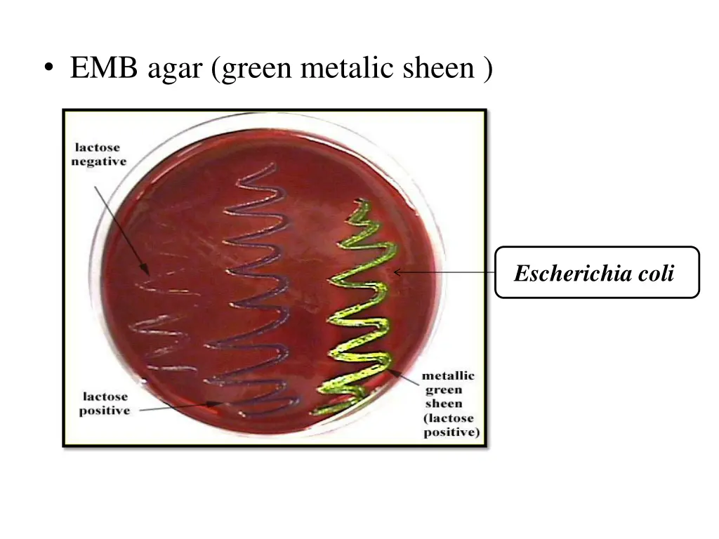emb agar green metalic sheen