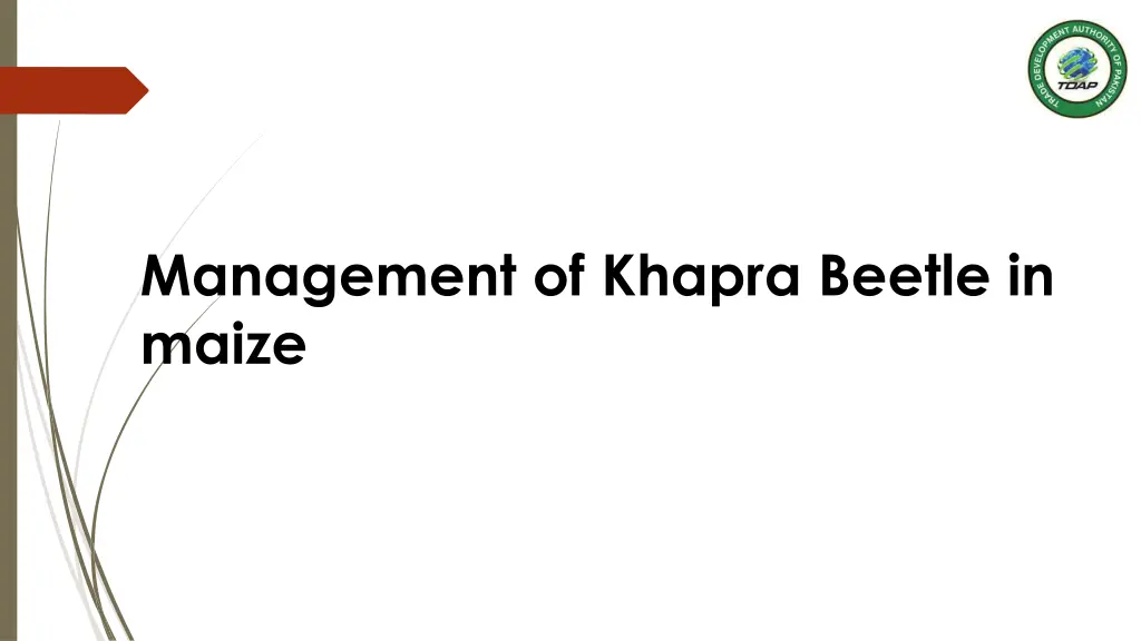 management of khapra beetle in maize