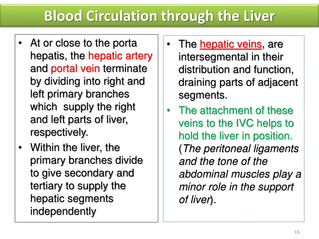 blood circulation through the liver 1