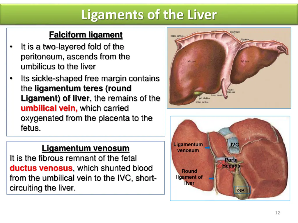 ligaments of the liver