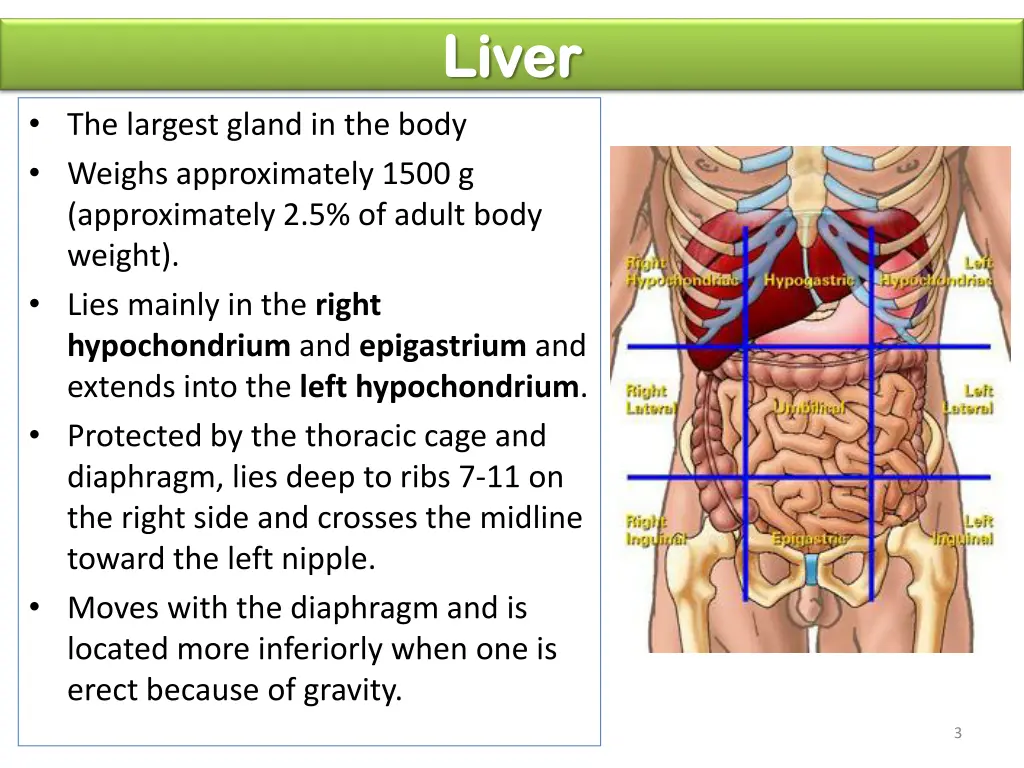 liver liver