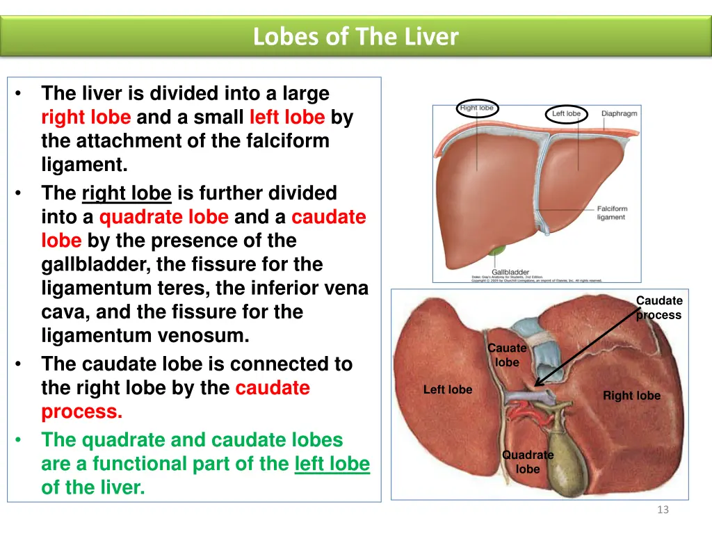 lobes of the liver