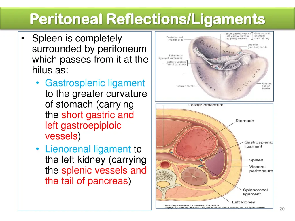 peritoneal reflections ligaments peritoneal