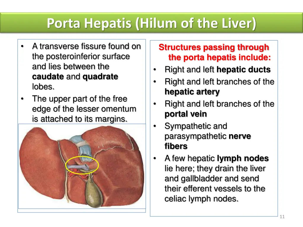 porta hepatis hilum of the liver