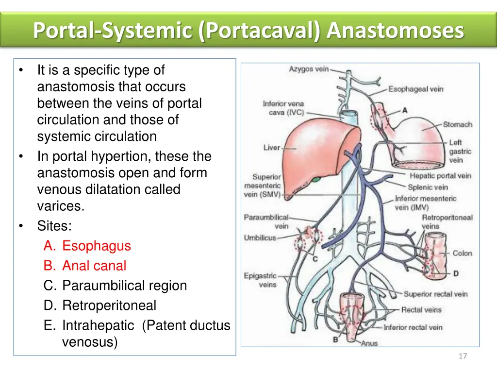portal systemic portacaval anastomoses