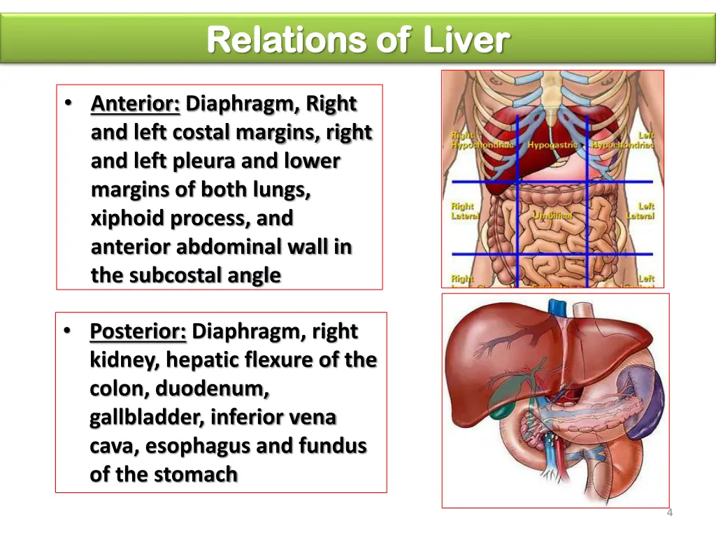 relations of liver relations of liver