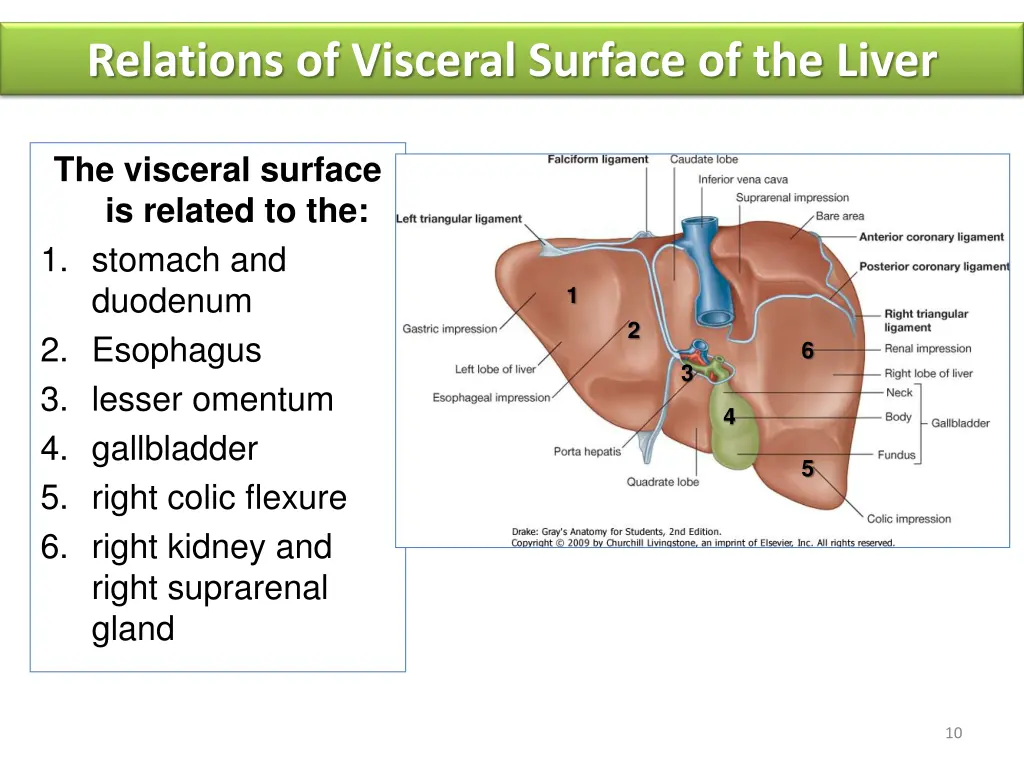 relations of visceral surface of the liver
