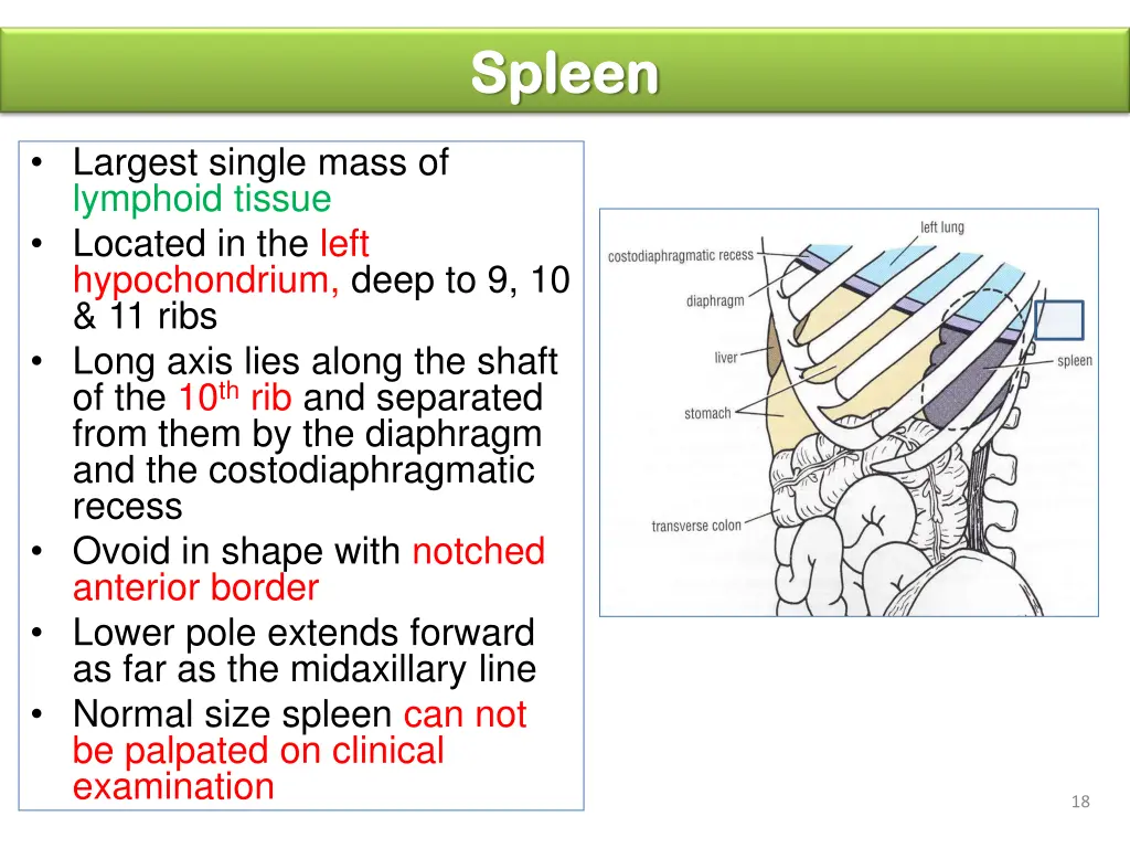 spleen spleen