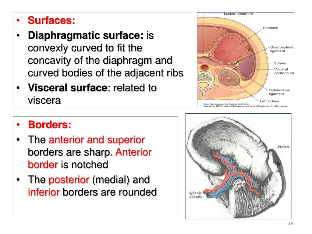 surfaces diaphragmatic surface is convexly curved
