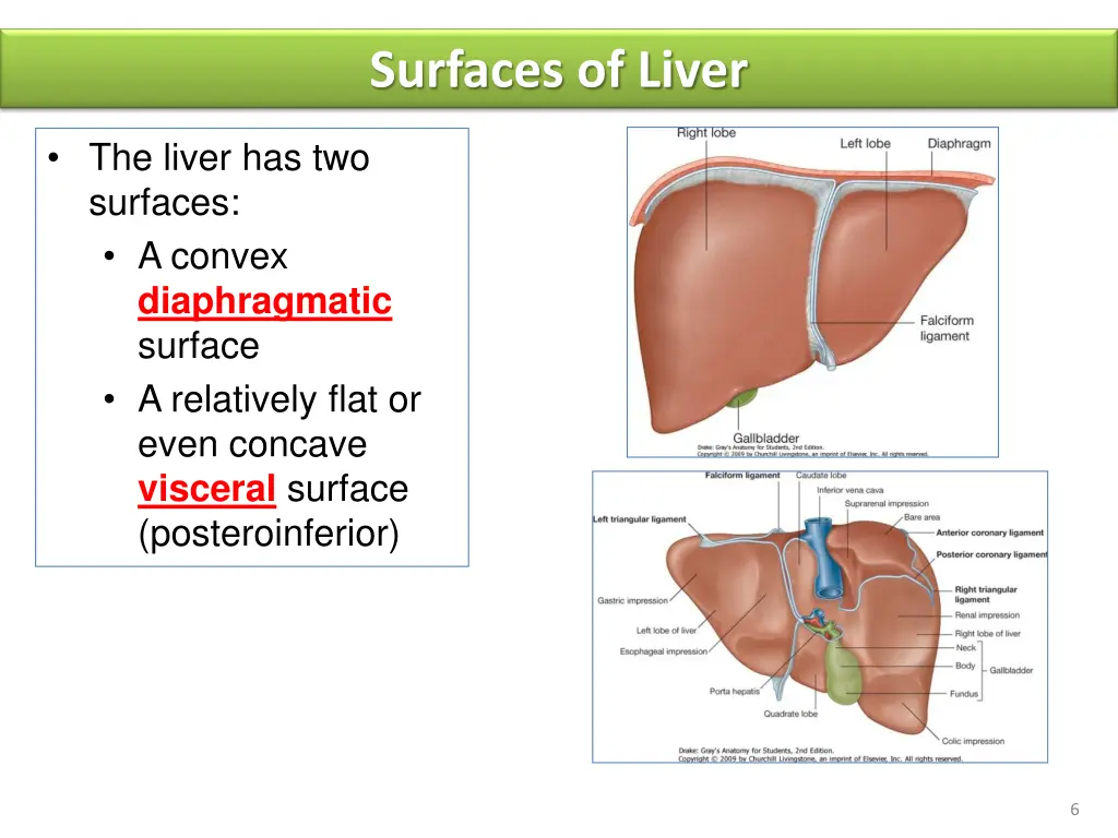 surfaces of liver