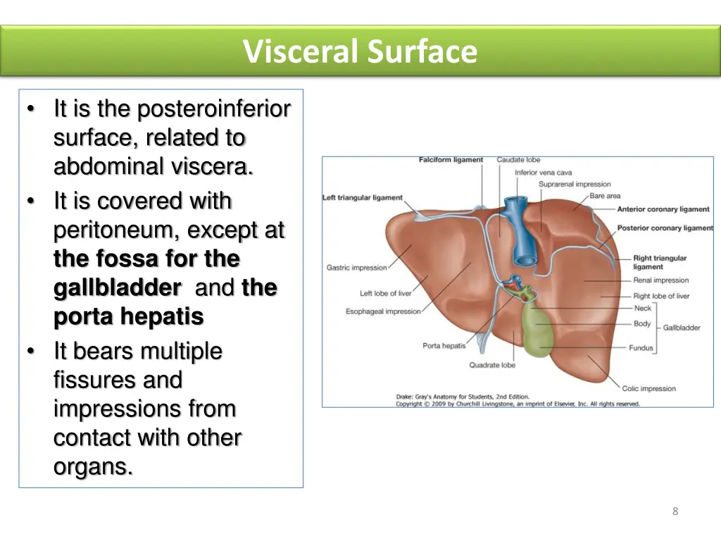 visceral surface