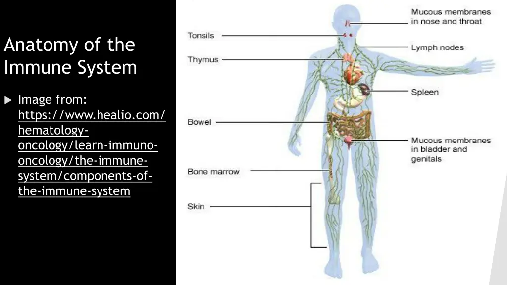 anatomy of the immune system 1
