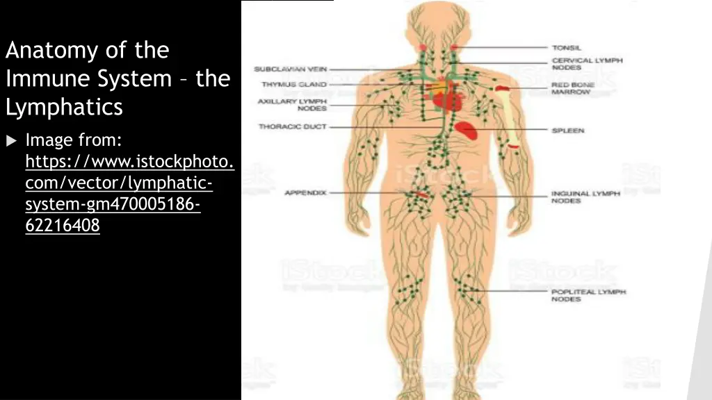 anatomy of the immune system the lymphatics