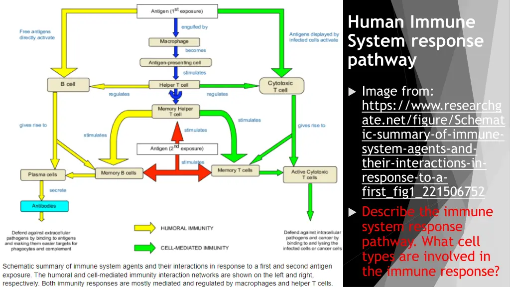 human immune system response pathway