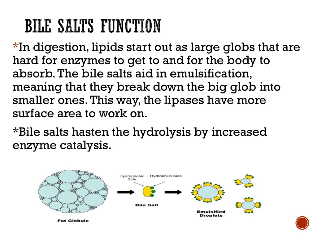 bile salts function