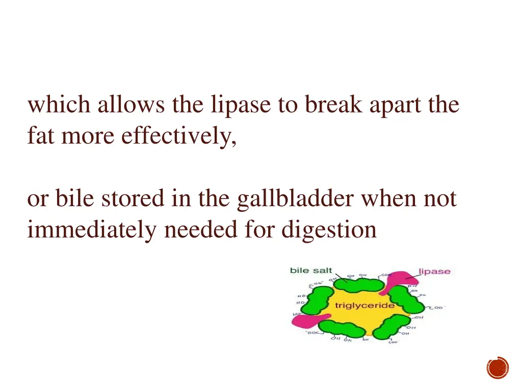 which allows the lipase to break apart