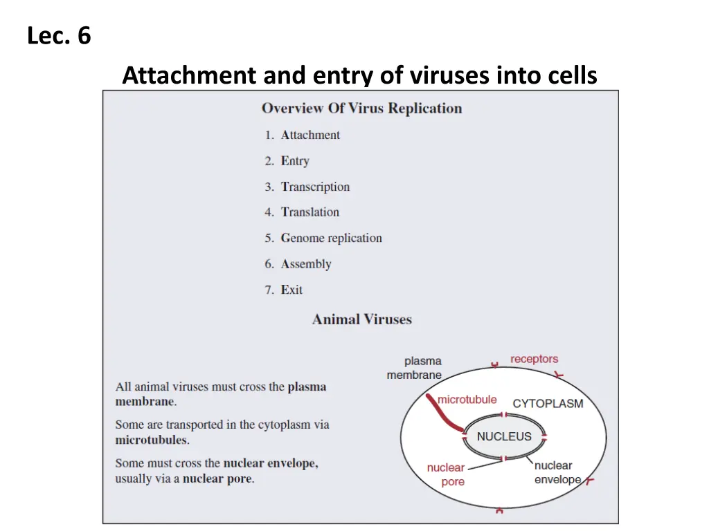 lec 6 attachment and entry of viruses into cells