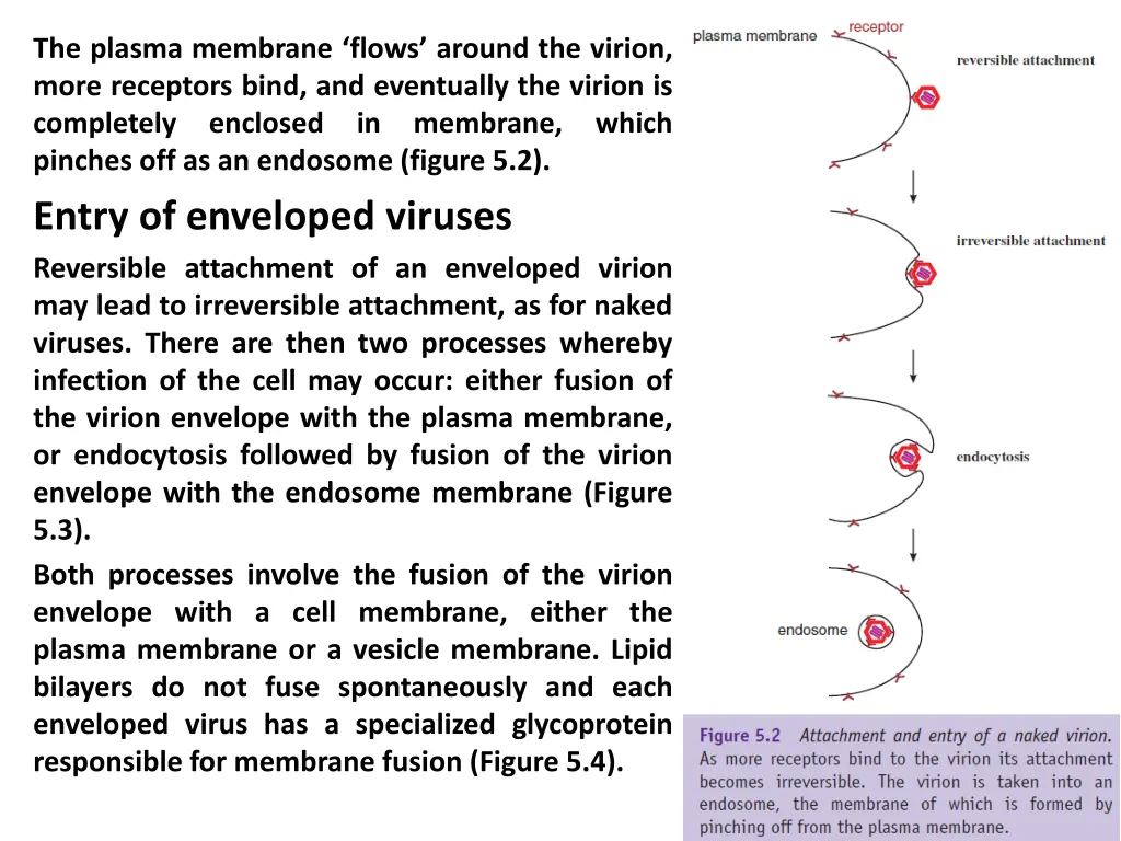 the plasma membrane flows around the virion more