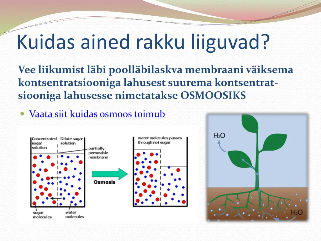 kuidas ained rakku liiguvad