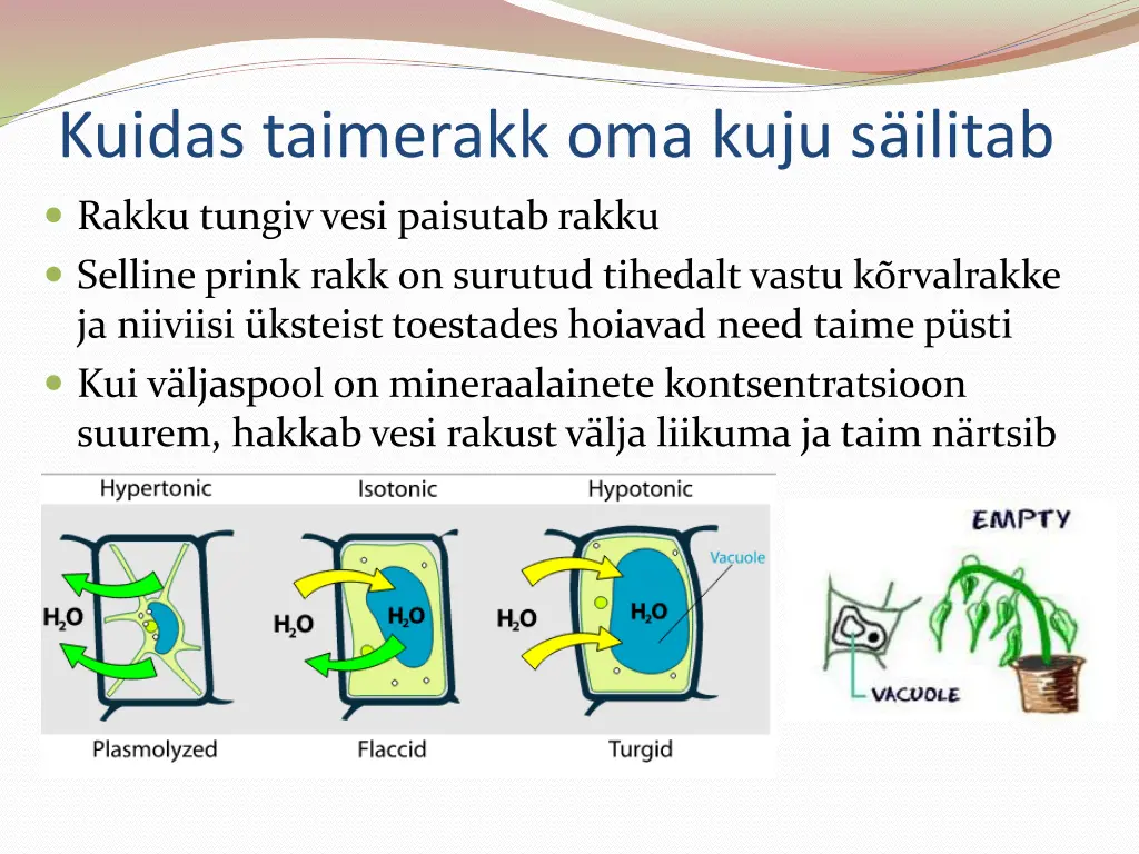 kuidas taimerakk oma kuju s ilitab